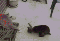 Кролик гиф. Кролик гифка прикол. Гифки кот и кролик.