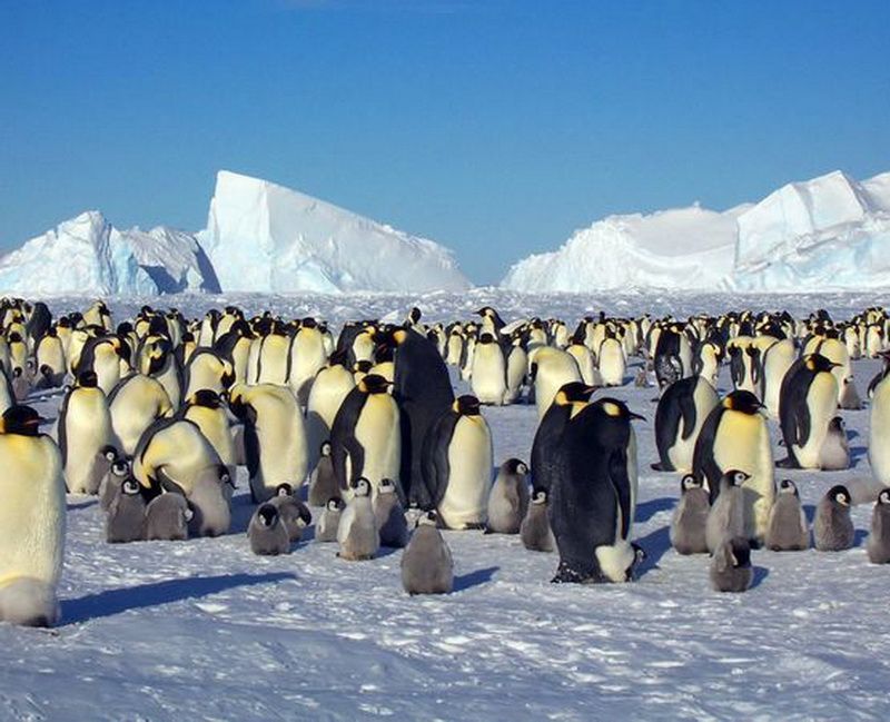 Где живут пингвины материк. Ареал пингвинов. Императорский Пингвин ареал. Места обитания пингвинов в Антарктиде. Много пингвинов.
